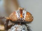 Rossimyiops achilleae_capo in visione dorsale (F)