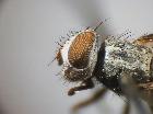 Rossimyiops achilleae_capo in visione laterale (F)