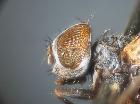 Rossimyiops achilleae_capo in visione laterale (M)