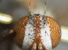 Rossimyiops achilleae_piano fronto-orbitale (F)
