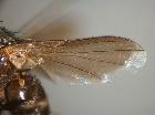 Rossimyiops longicornis_ala (F)