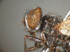 Rossimyiops longicornis_capo in visione laterale (M)