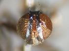 Rossimyiops longicornis_piano fronto-orbitale (F)