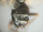Rossimyiops magnificus_addome (M)