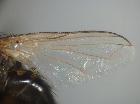 Rossimyiops magnificus_ala (M)