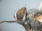 Rossimyiops magnificus_capo in visione laterale (M)