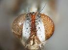 Rossimyiops magnificus_piano fronto-orbitale (F)