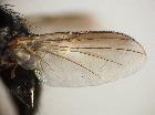 Rossimyiops subapertus_ala (F)