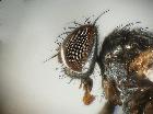 Rossimyiops subapertus_capo (F)