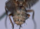 Siphona flavifrons_addome (Lectotype)