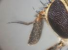 Siphona flavifrons_antenna (M)