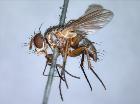 Siphona flavifrons_habitus (lectotype)