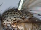 Siphona flavifrons_scuto (Lectotype)