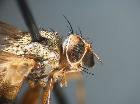 Siphona hokkaidensis_capo (M)