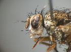 Siphona maculata_capo (F)