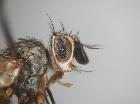 Siphona variata_capo (M)