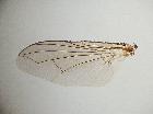 acemya pyrrhocera_ala sinistra