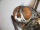 acemya pyrrhocera_capo