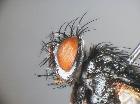 athrycia impressa_capo (F)