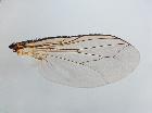 athrycia trepida_ala dx dorsale