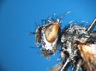 athrycia trepida_capo (M)