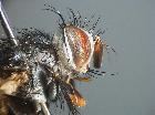 atylostoma tricolor_capo (M)