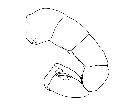 besseria anthophila_addome (F) laterale scala 0,5mm