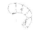 besseria lateritia_addome (F) laterale scala 0,5mm