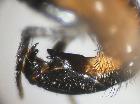 besseria lateritia_terminali femminili
