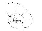 besseria melanura_addome (F) laterale scala 0,5mm
