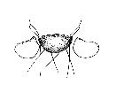 besseria reflexa_scutello dorsale scala 0,5mm