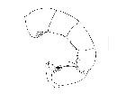 besseria zonaria_addome (F) laterale scala 0,5mm