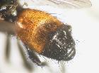 besseria zonaria_addome (M)
