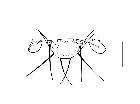 besseria zonaria_scutello (F) dorsale scala 0,5mm