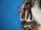 billaea adelpha_antenna