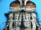 billaea adelpha_scuto (bande nere)