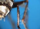 billaea adelpha_tibia posteriore dx (F)