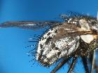 billaea biserialis_addome (latero-ventrale)