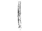 billaea fortis_tibia posteriore sinistra (M) dorsale scala 1mm