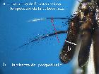 billaea intermedia_antenna