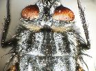 billaea irrorata_scuto (bande scure)