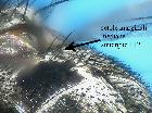 billaea irrorata_tergiti 2 e 3 (latero-dorsale)