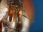 billaea maritima_antenna