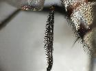 billaea maritima_tibia posteriore sx