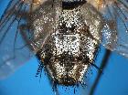 billaea pectinata_addome (M)