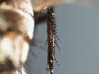 billaea pectinata_tibia posteriore dx