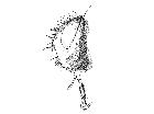 billaea steini_capo (M) laterale scala 1mm