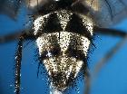 billaea triangulifera_addome