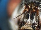 billaea triangulifera_antenna