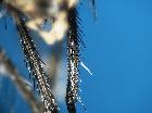 billaea triangulifera_tibia posteriore dx (F)